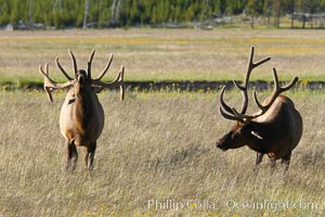 Bull elk spar to establish harems of females, Gibbon Meadow, Cervus canadensis, Gibbon Meadows, Yellowstone National Park, Wyoming