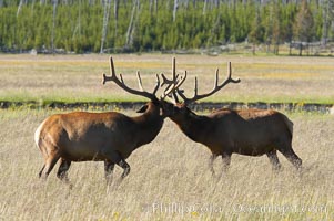 Bull elk spar to establish harems of females, Gibbon Meadow, Cervus canadensis, Gibbon Meadows, Yellowstone National Park, Wyoming