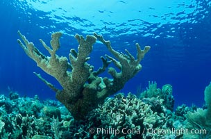 Elkhorn coral, Acropora palmata, Roatan