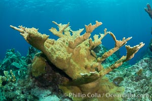Elkhorn coral, Grand Caymand Island
