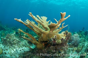 Elkhorn coral, Grand Caymand Island