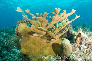 Elkhorn coral, Grand Caymand Island