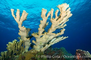 Elkhorn coral, Grand Caymand Island