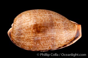 Elongate Caurica Cowrie, Cypraea caurica elongata