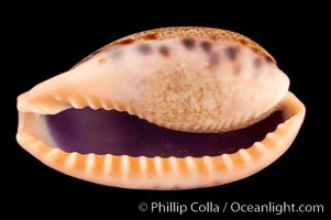 Elongate Caurica Cowrie, Cypraea caurica elongata