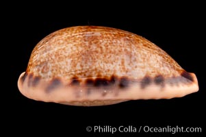 Elongate Caurica Cowrie, Cypraea caurica elongata