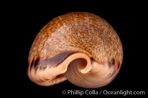 Elongate Caurica Cowrie, Cypraea caurica elongata