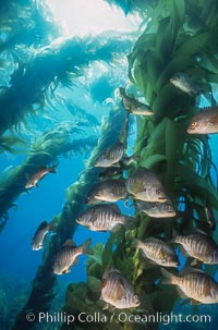 Black perch in kelp forest, Embiotoca jacksoni, San Clemente Island