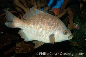 Black perch, Embiotoca jacksoni