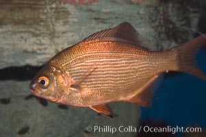 Striped sea perch, Embiotoca lateralis