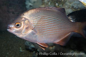 Striped surfperch, Embiotoca lateralis