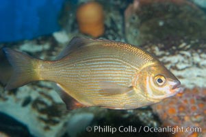 Striped sea perch., Embiotoca lateralis, natural history stock photograph, photo id 10275