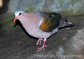 Emerald dove, native to Southeast Asia, Chalcophaps indica