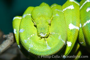 Emerald tree boa.  Emerald tree boas are nocturnal, finding and striking birds and small mammals in complete darkness.  They have infrared heat receptors around their faces that allow them to locate warm blooded prey in the dark, sensitive to as little as 0.4 degrees of Fahrenheit temperature differences, Corralus caninus