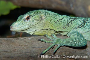 Emerald tree monitor lizard.  Arboreal, dwelling in trees in New Guinea jungles where it hunts birds and small mammals, Varanus prasinus prasinus