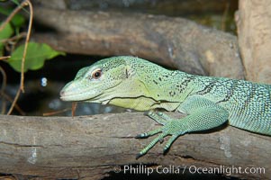 Emerald tree monitor lizard.  Arboreal, dwelling in trees in New Guinea jungles where it hunts birds and small mammals, Varanus prasinus prasinus