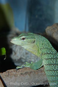 Emerald tree monitor lizard.  Arboreal, dwelling in trees in New Guinea jungles where it hunts birds and small mammals, Varanus prasinus prasinus