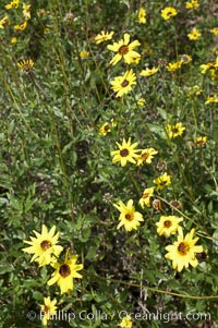 Bush sunflower, Batiquitos Lagoon, Carlsbad, Encelia californica
