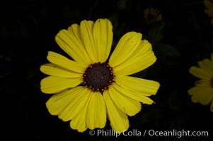 Bush sunflower, Batiquitos Lagoon, Carlsbad, Encelia californica