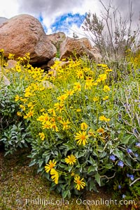 Brittlebush blooming in spring, Palm Canyon, Encelia farinosa, Anza-Borrego Desert State Park, Borrego Springs, California