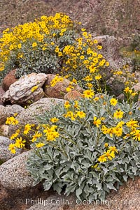 Brittlebush blooming in spring, Palm Canyon, Encelia farinosa, Anza-Borrego Desert State Park, Borrego Springs, California