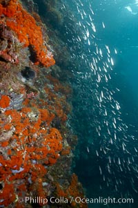 Encrusting sponge and juvenile fish, Cousins