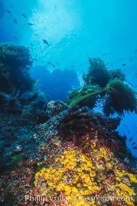 Encrusting sponges and southern palm kelp, Guadalupe Island, Mexico, Guadalupe Island (Isla Guadalupe)