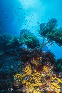 Encrusting sponges and southern palm kelp, Guadalupe Island, Mexico, Guadalupe Island (Isla Guadalupe)