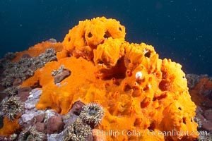 Encrusting sponges cover the lava reef, Cousins