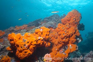 Encrusting sponges cover the lava reef, Cousins