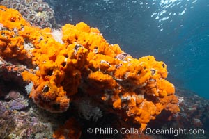 Encrusting sponges cover the lava reef, Cousins