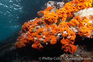 Encrusting sponges cover the lava reef, Cousins