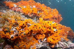 Encrusting sponges cover the lava reef, Cousins