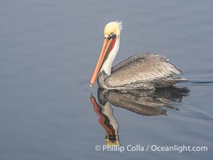 Endangered Brown Pelican at Bolsa Chica Ecological Reserve, Pelecanus occidentalis, Pelecanus occidentalis californicus, Bolsa Chica State Ecological Reserve, Huntington Beach, California