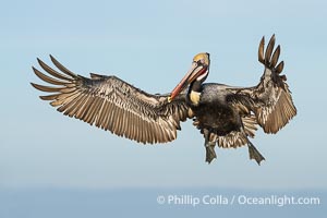 Endangered Brown Pelican Flying with Wings Spread Ready to Land. The brown pelican's wingspan can reach 7 feet, Pelecanus occidentalis californicus, Pelecanus occidentalis, La Jolla, California