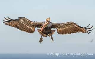 Endangered Brown Pelican Flying with Wings Spread Ready to Land. The brown pelican's wingspan can reach 7 feet, Pelecanus occidentalis californicus, Pelecanus occidentalis, La Jolla, California