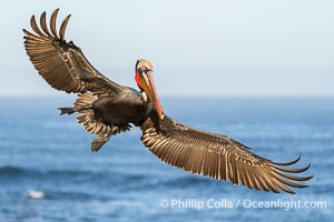 Endangered Brown Pelican Flying with Wings Spread Ready to Land. The brown pelican's wingspan can reach 7 feet, Pelecanus occidentalis californicus, Pelecanus occidentalis, La Jolla, California