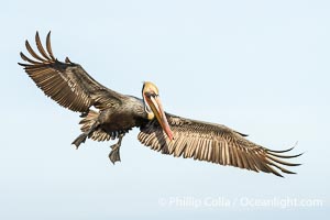 Endangered Brown Pelican Flying with Wings Spread Ready to Land. The brown pelican's wingspan can reach 7 feet, Pelecanus occidentalis californicus, Pelecanus occidentalis, La Jolla, California