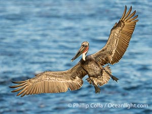 Endangered Brown Pelican Flying with Wings Spread Ready to Land. The brown pelican's wingspan can reach 7 feet, Pelecanus occidentalis californicus, Pelecanus occidentalis, La Jolla, California