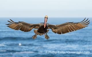 Endangered Brown Pelican Flying with Wings Spread Ready to Land. The brown pelican's wingspan can reach 7 feet, Pelecanus occidentalis californicus, Pelecanus occidentalis, La Jolla, California
