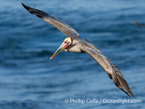 Endangered California brown pelican gracefully soaring over the Pacific Ocean, Pelecanus occidentalis californicus, Pelecanus occidentalis, La Jolla
