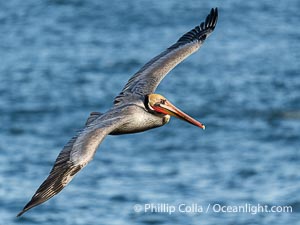 Endangered California brown pelican gracefully soaring over the Pacific Ocean, Pelecanus occidentalis californicus, Pelecanus occidentalis, La Jolla