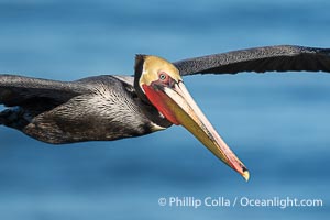 Endangered California brown pelican gracefully soaring over the Pacific Ocean, Pelecanus occidentalis californicus, Pelecanus occidentalis, La Jolla