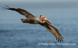 Endangered California brown pelican gracefully soaring over the Pacific Ocean, Pelecanus occidentalis californicus, Pelecanus occidentalis, La Jolla