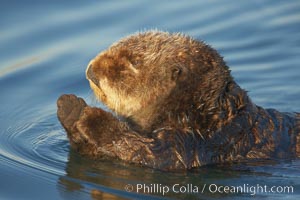 A sea otter, resting on its back, holding its paw out of the water for warmth.  While the sea otter has extremely dense fur on its body, the fur is less dense on its head, arms and paws so it will hold these out of the cold water to conserve body heat, Enhydra lutris, Elkhorn Slough National Estuarine Research Reserve, Moss Landing, California