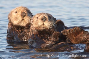 Sea otters, resting on the surface by lying on their backs, in a group known as a raft, Enhydra lutris, Elkhorn Slough National Estuarine Research Reserve, Moss Landing, California