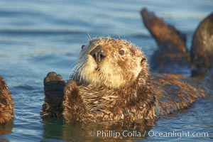 A sea otter resting, holding its paws out of the water to keep them warm and conserve body heat as it floats in cold ocean water, Enhydra lutris, Elkhorn Slough National Estuarine Research Reserve, Moss Landing, California