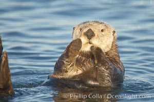 A sea otter, resting on its back, holding its paw out of the water for warmth.  While the sea otter has extremely dense fur on its body, the fur is less dense on its head, arms and paws so it will hold these out of the cold water to conserve body heat, Enhydra lutris, Elkhorn Slough National Estuarine Research Reserve, Moss Landing, California