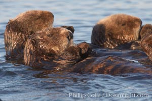 Sea otters, resting on the surface by lying on their backs, in a group known as a raft, Enhydra lutris, Elkhorn Slough National Estuarine Research Reserve, Moss Landing, California