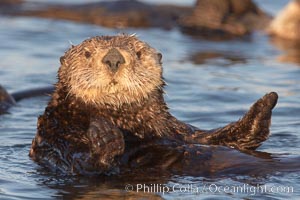 A sea otter resting, holding its paws out of the water to keep them warm and conserve body heat as it floats in cold ocean water, Enhydra lutris, Elkhorn Slough National Estuarine Research Reserve, Moss Landing, California